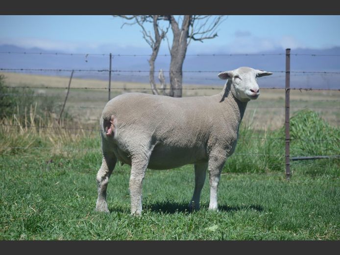 T 240321 | TWEE BROERS DORMER STOET