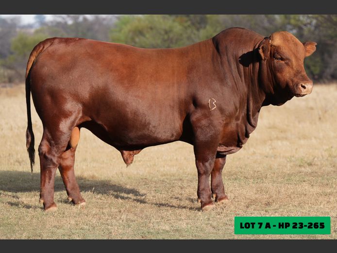 HP23265 | LEONLIZA BONSMARAS