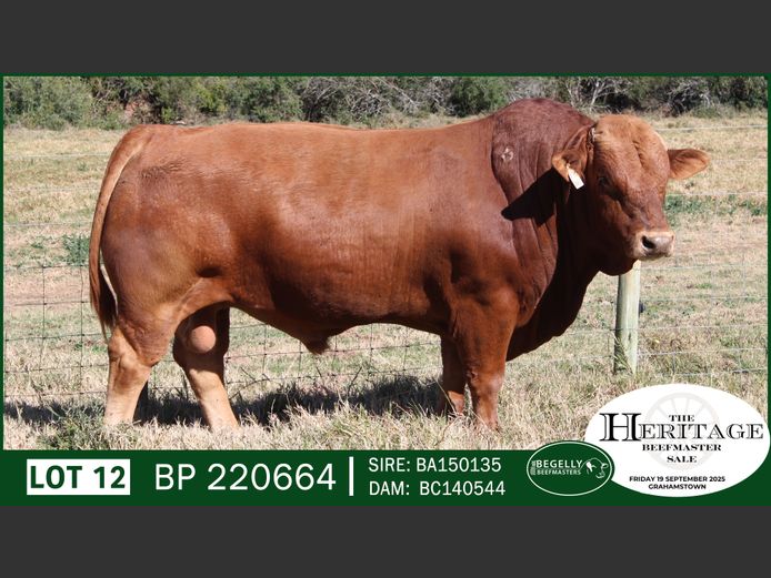 BP220664 | BEGELLY BEEFMASTERS