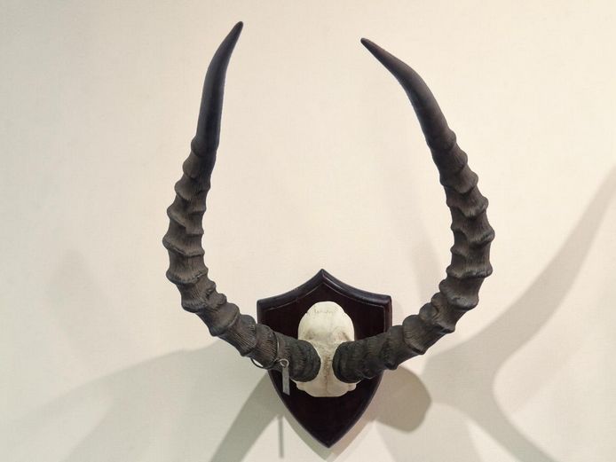 South African Impala Horn Trophy Mount