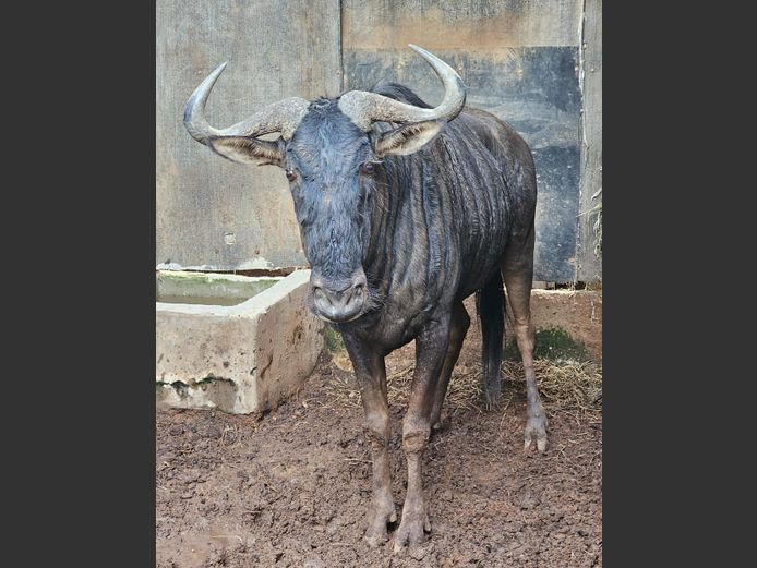 BLUEWILDEBEEST | BUFFELSPOORT