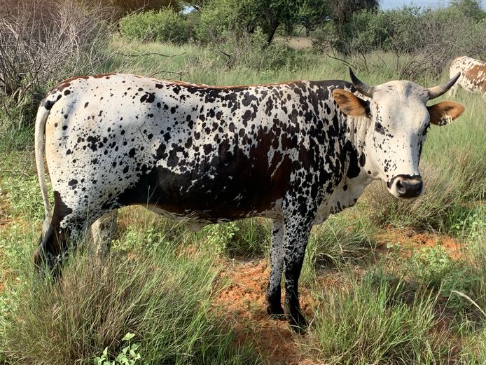 NGU 230011 | INALA NGUNI STUD