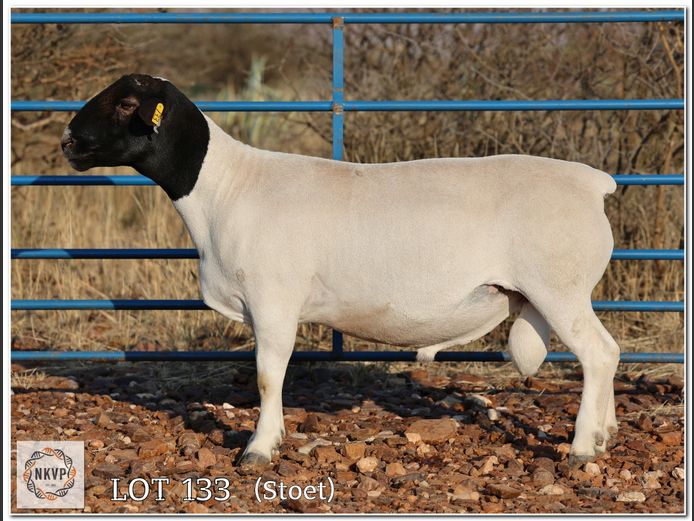 2052 24 0141 | MNR. LOUIS VAN RENSBURG