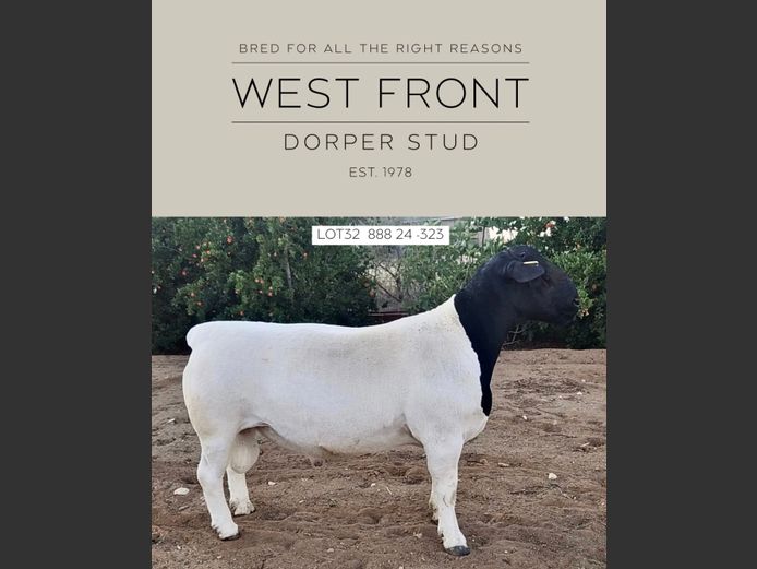 888 24 0323 | West Front Dorpers