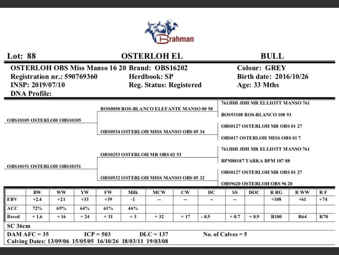 OSTERLOH BRAHMAN OBS16202