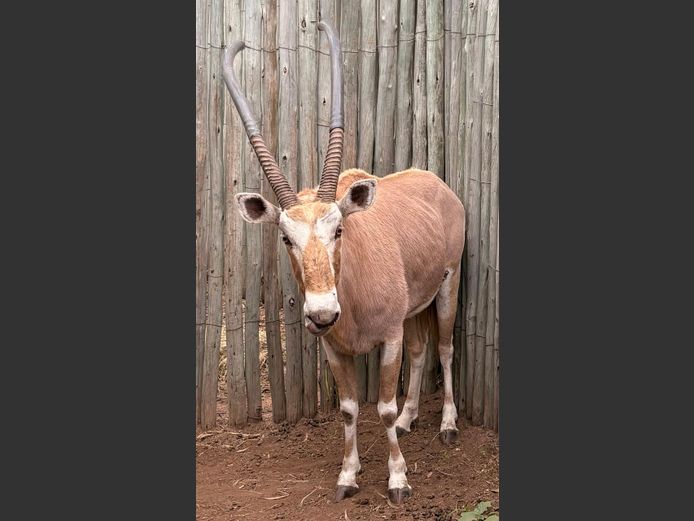Goue Gemsbok Bul