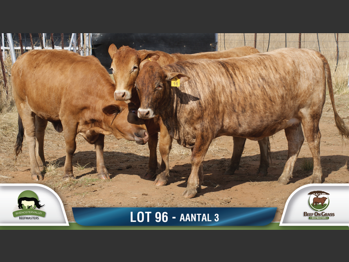 Commercial Animls | RHENOSTERVALLEI & BEEF ON GRASS