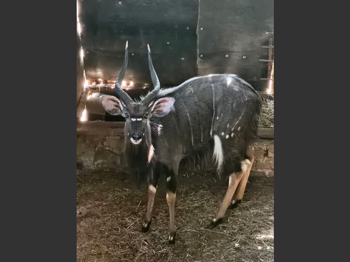 NYALA 24 ½” | BIRKEN VERVOER