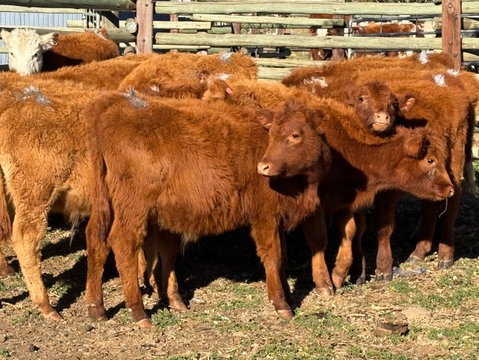 Intact Bull Calves | D.H. Currie Farming