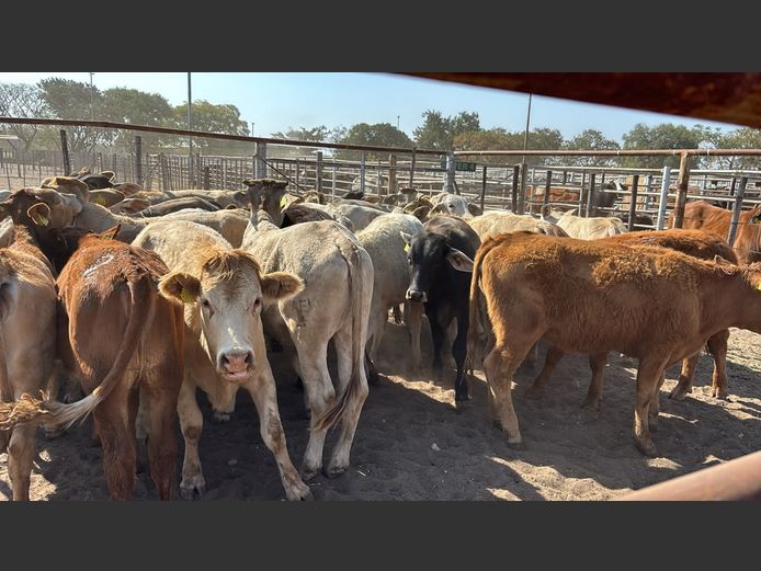 AGRA GROOTFONTEIN WEANER AUCTION