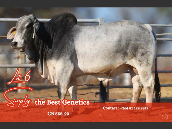 GB 555-23 | GROENEWALDT BRAHMANE