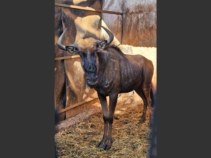 BLUE WILDEBEEST | VIKELA