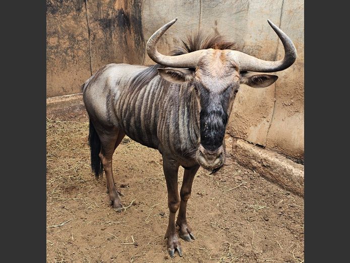 BLUE WILDEBEEST | HARLOU FAM