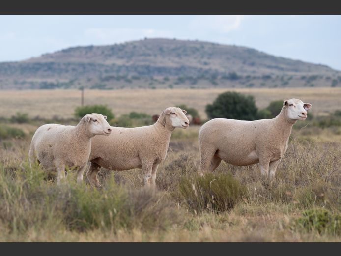 DZ 250028 | 2 STEYNS BOERDERY