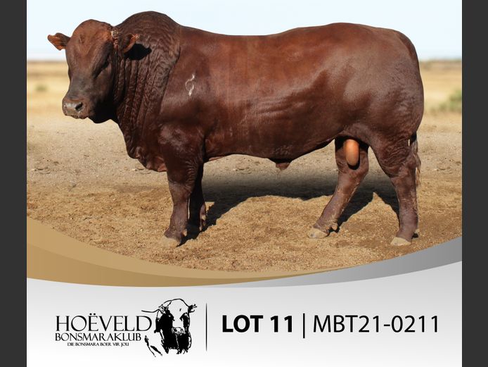 Vroulike Diere | Jannie Myburgh / Myburgh Boerdery