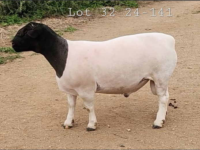 24 141 | Ray van den Berg
