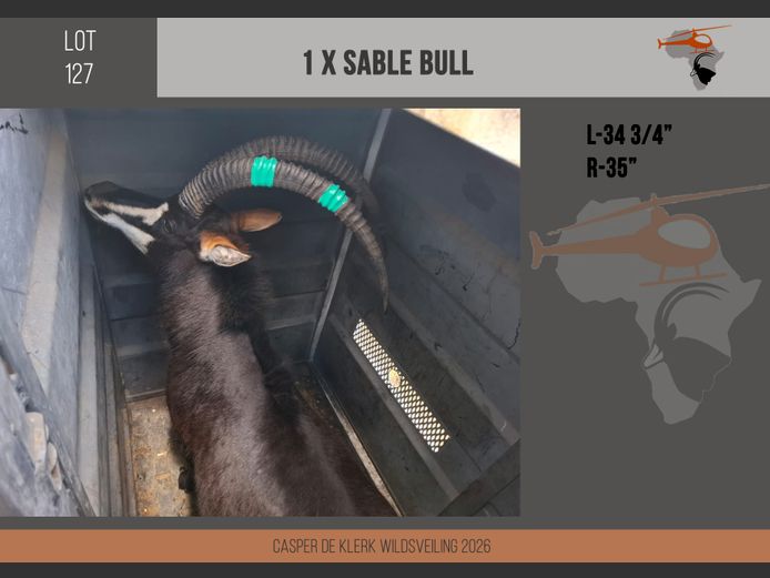 Sable (L-34 3/4" R-35")