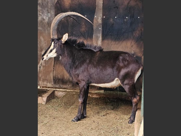 SABLE | BUFFELSPOORT