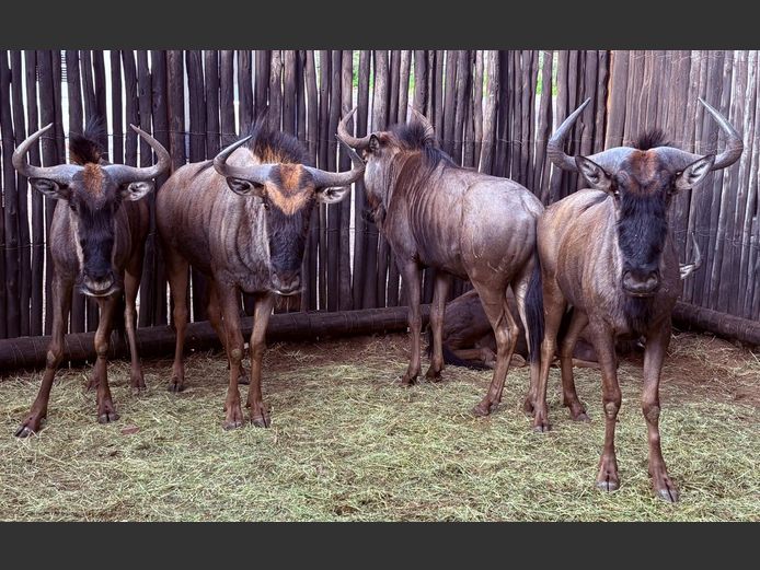 Blou Wildebees Bulle