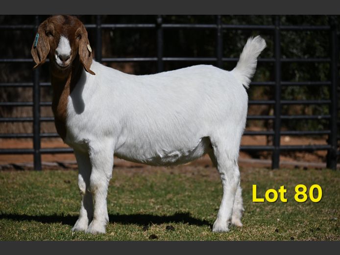 776-25-258 | Nico Botha Boerbokstoet