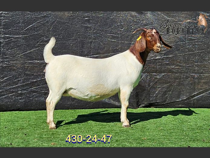 430240047 | Booysen Boerbokstoet