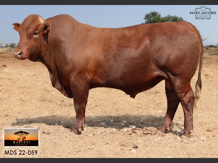 MDS 220059 | MOALOSI BONSMARA