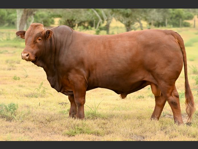 JOY 240030 | FETTING LIVESTOCK TRUST