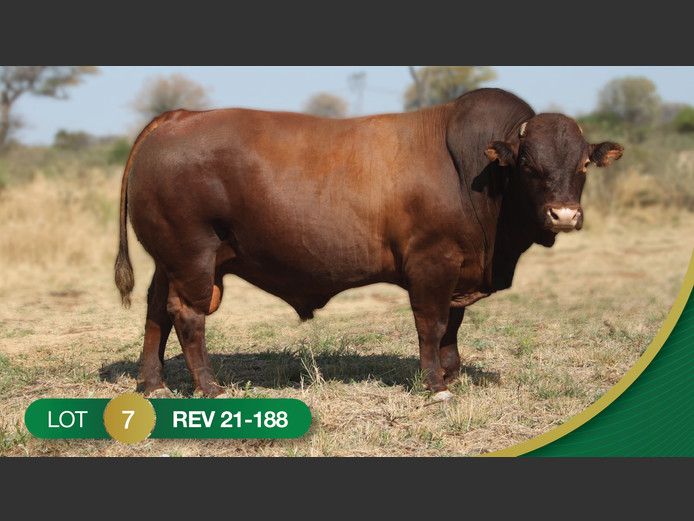 REV210188 | REVELAS BONSMARAS
