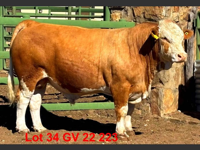 GV22223 | VOIGTLAND SIMMENTALER