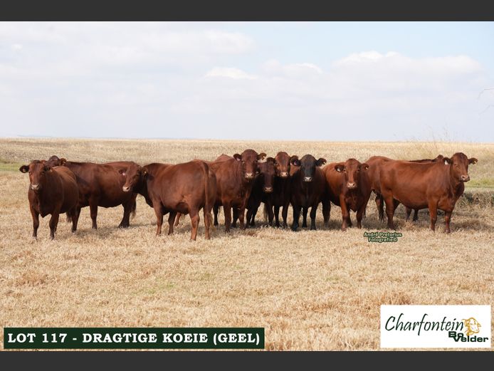 Dragtige koeie