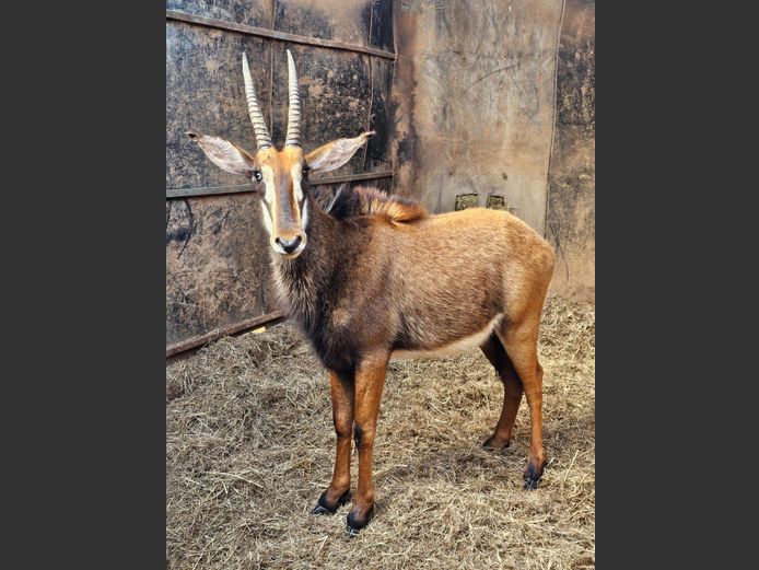 SABLE | ZWARTKLOOF
