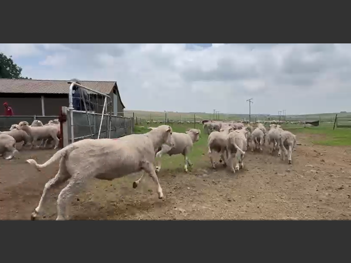 VLEISMERINO VETLAMMERS