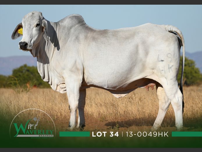 13-0049HK | WAVERLEY BRAHMAN
