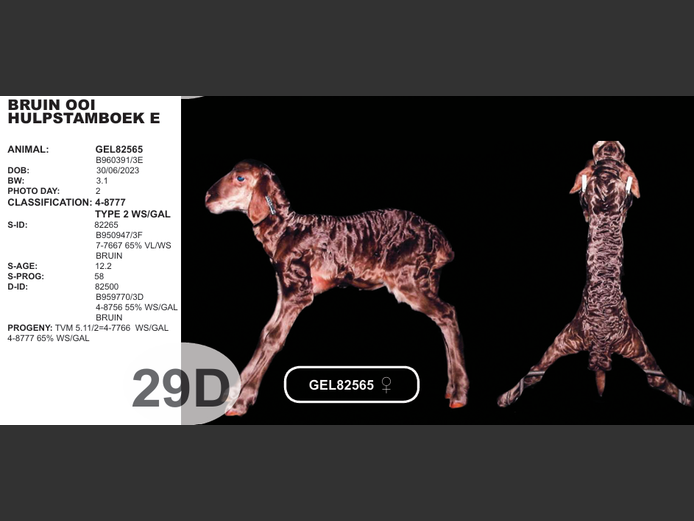 BRUIN OOI 
HULPSTAMBOEK E | GEL82565  
♀ 