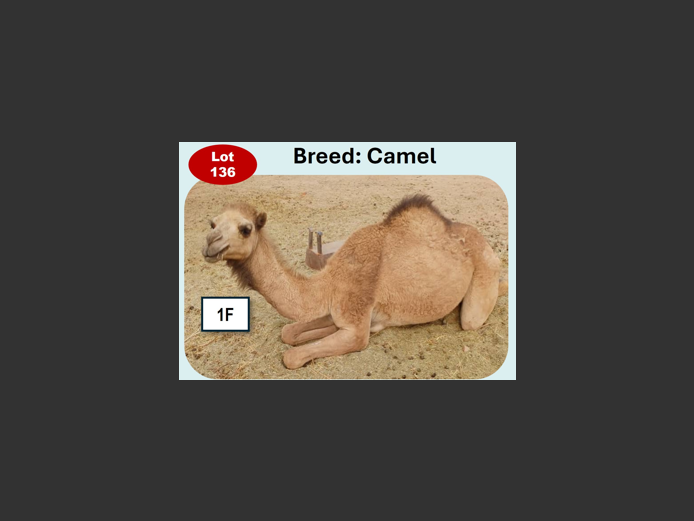 CAMEL | ANNUAL MYTILUS AND ELOFF