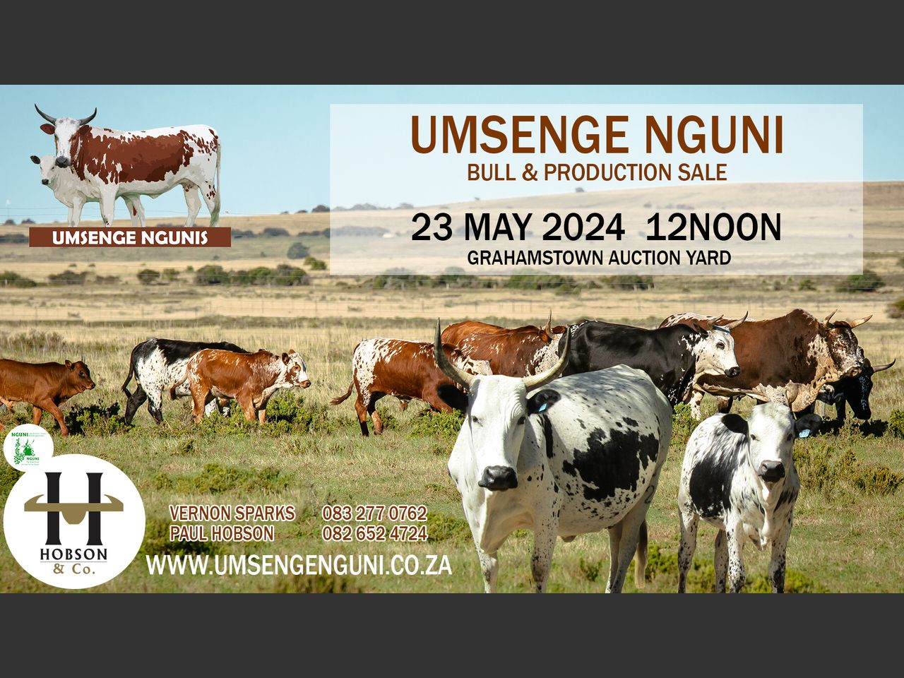 Lot 1A | UMSENGE NGUNI'S 24TH BULL & PRODUCTION SALE | SwiftVEE | South ...