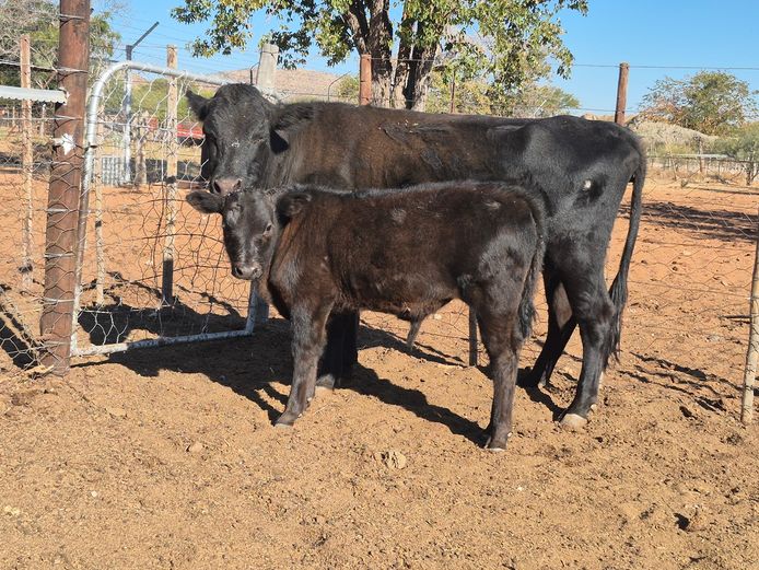 19-0007DDS | DANE DEXTER STUD