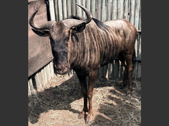 Blouwildebees Bul
