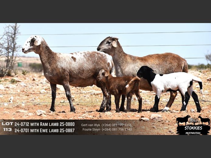 HWH24-0712 | Stokkies Meatmasters