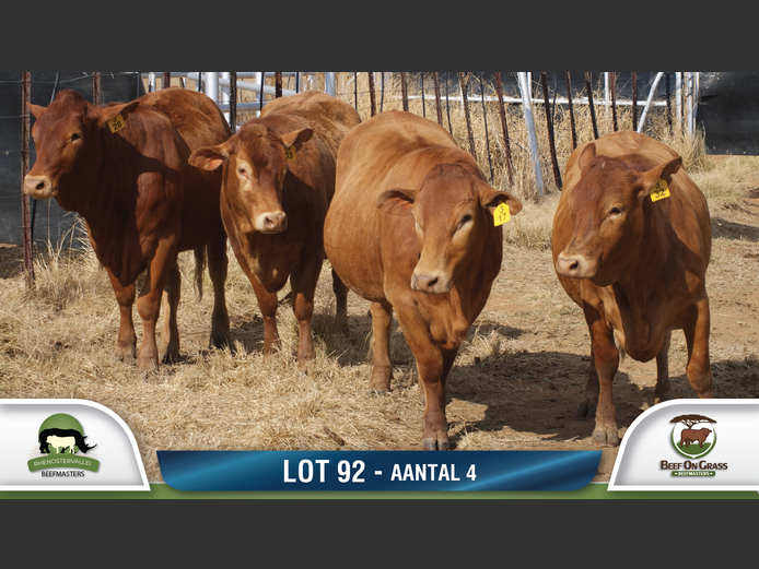 Commercial Animls | RHENOSTERVALLEI & BEEF ON GRASS
