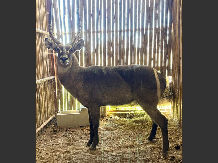 Waterbok Bul