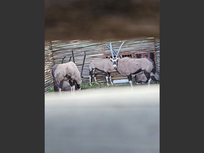 GEMSBOK BULLE