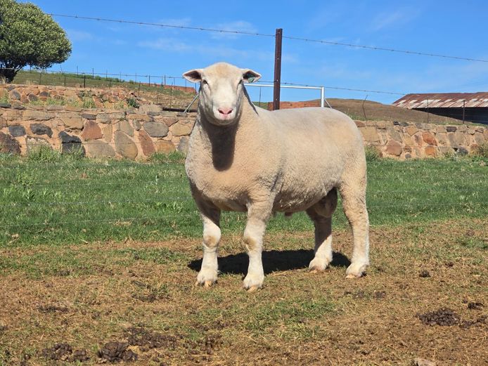 MK250098 | M. KLOPPER