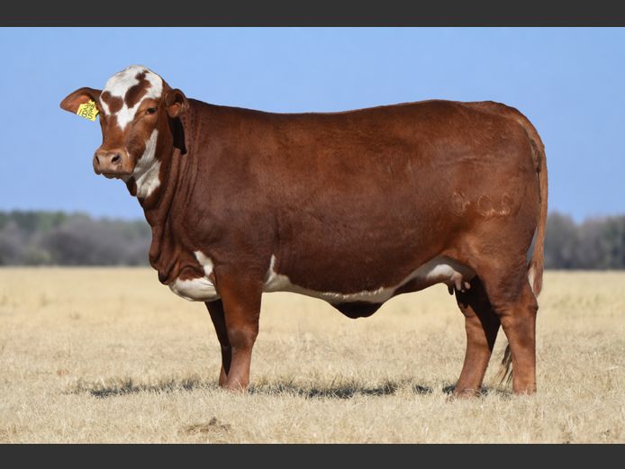 SR23185 | G VILJOEN