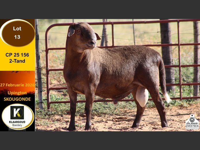 CP 25 156 | Chris Potgieter & Christia Scholtz - Klaargoud Boerdery