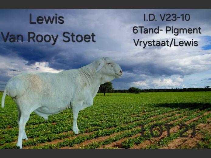 V23-10 | LEWIS VAN ROOY STUD