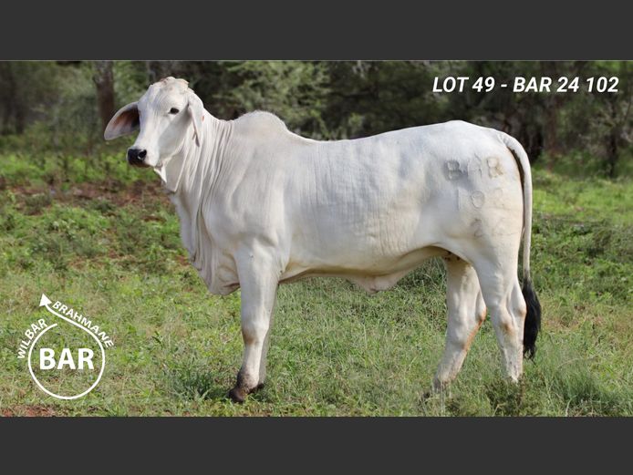 BAR24102 | BARNARD WJ
