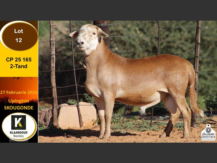 CP 25 165 | Chris Potgieter & Christia Scholtz - Klaargoud Boerdery