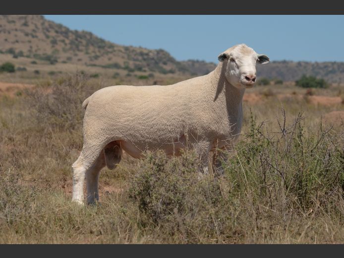 T 240465 | TWEE BROERS DORMER STOET