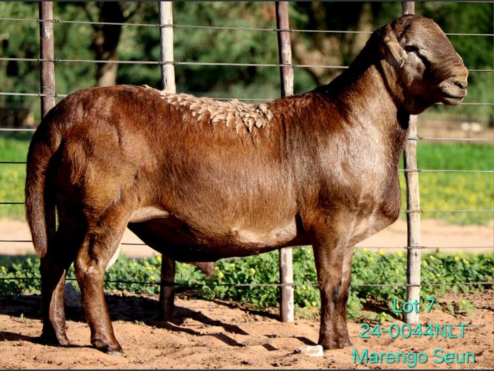 24-0044NLT | LEKWATER